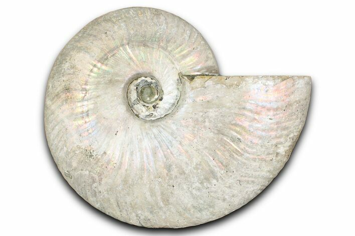 Silver Iridescent Ammonite (Cleoniceras) Fossil - Madagascar #345594
